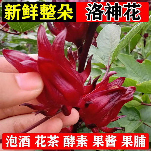 新鲜广西洛神花现摘现卖食用红桃K玫瑰茄鲜果泡茶酒产地直销包邮
