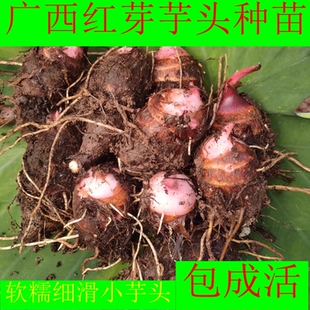 红芽芋种子旱地芋头种植苗软糯细滑小芋头新鲜美人芋艿非荔浦芋头