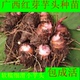 红芽芋种子旱地芋头种植苗软糯细滑小芋头新鲜美人芋艿非荔浦芋头