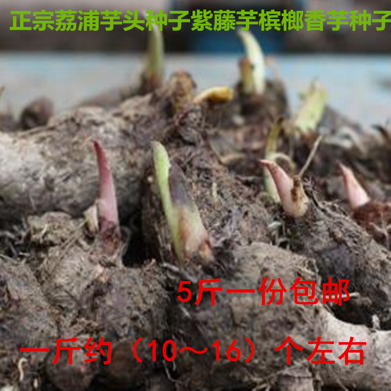 新鲜易活荔浦芋头香芋产地直销