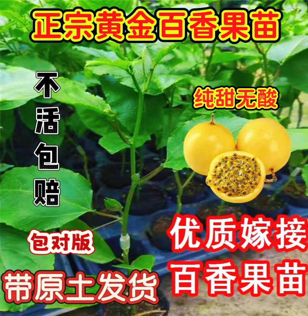 纯甜钦蜜9号黄金百香果嫁接苗四季爬藤百香果树当年结果盆栽地栽