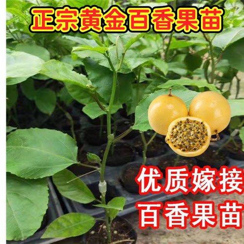 纯甜钦蜜9号黄金百香果嫁接苗四季爬藤百香果树当年结果盆栽地栽