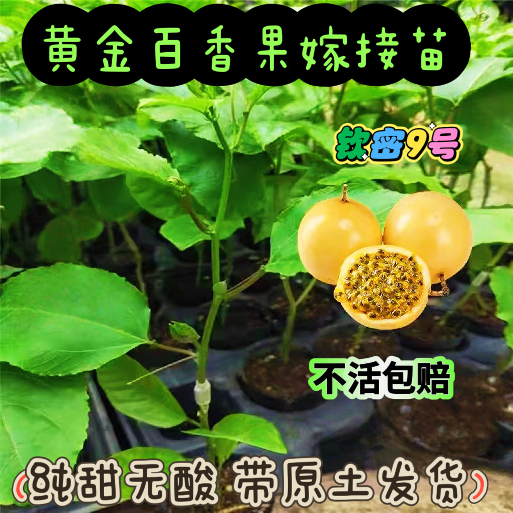 钦蜜9号黄金果嫁接苗四季爬藤百香果树当年结果盆栽地栽黄金果苗
