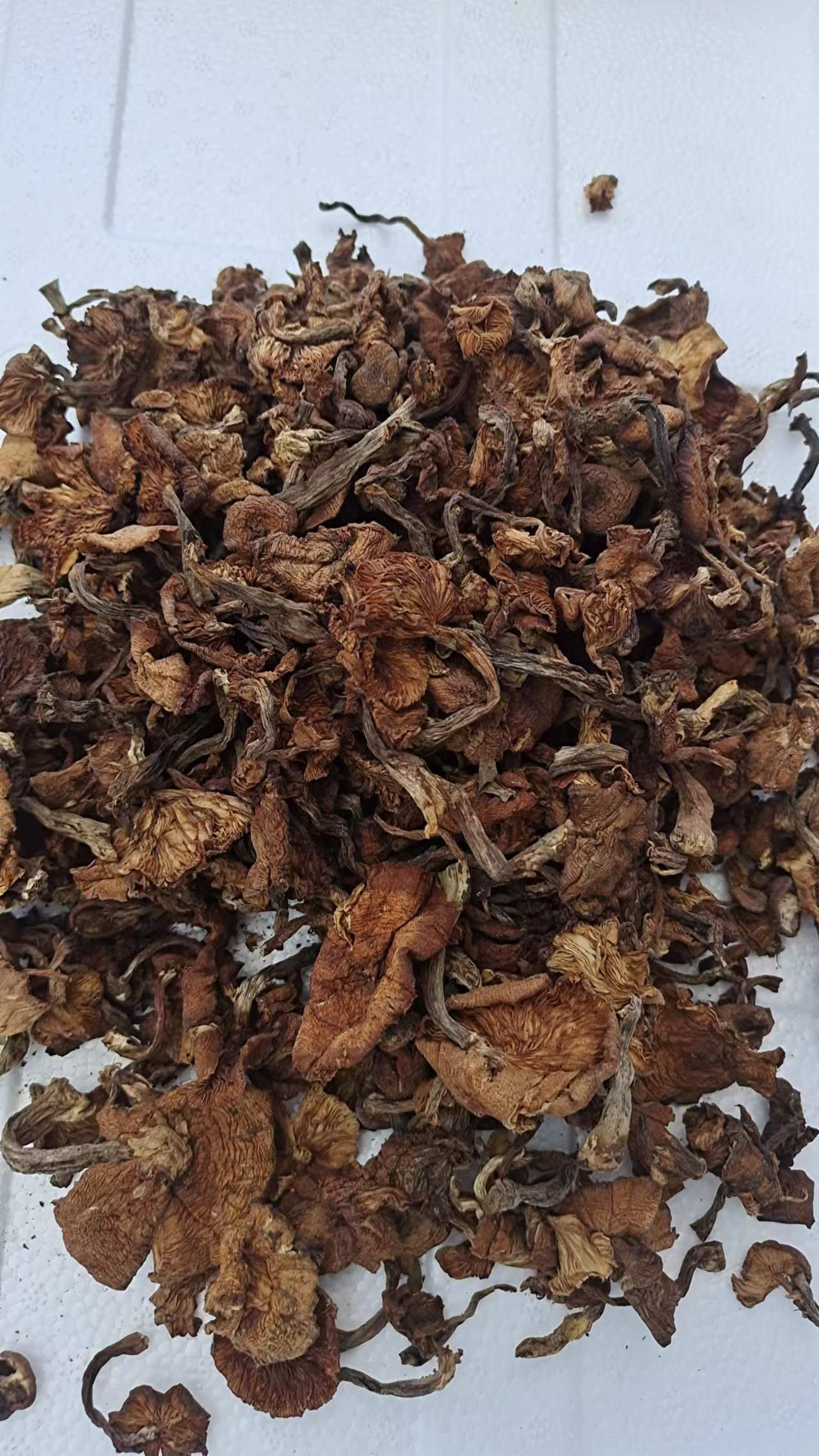 2件包邮新货榛蘑菇 东北特产榛蘑菇干货 菌类食用榛菇半斤