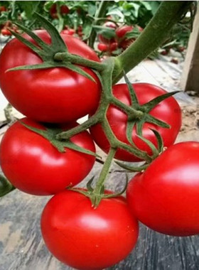 以色列种源威尼斯F199大红西红柿番茄种子陆地大棚春秋凯撒2008