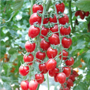 台湾农友千禧番茄紫千禧6号盆栽圣女果釜山88小番茄延秋早春种植