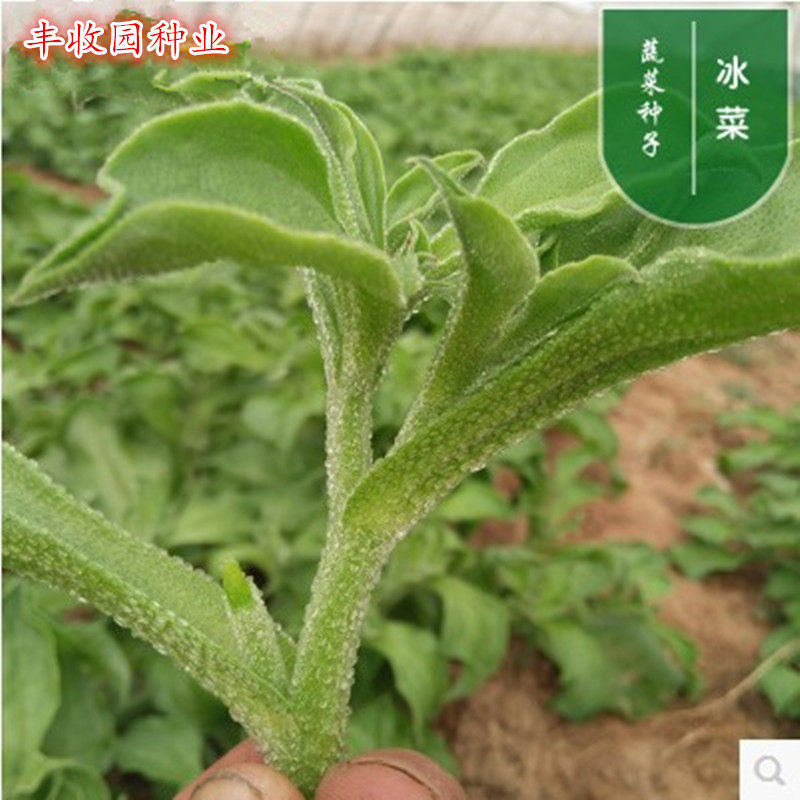 非洲冰草冰菜种子苗子冰晶冰菜特色蔬菜种子阳台盆栽包邮