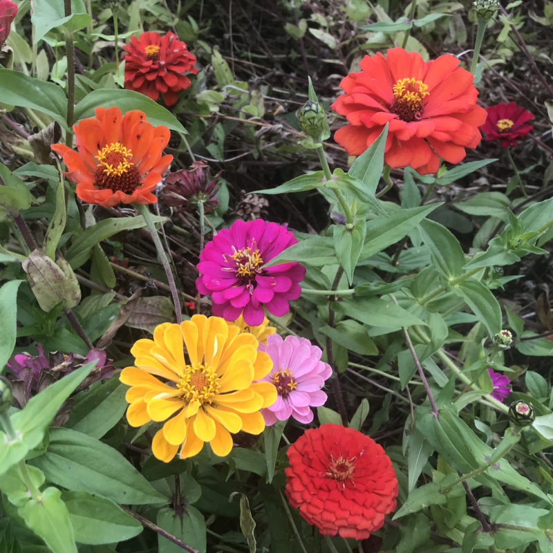 百日草花种子花坛绿化公园路边草花种子野花组合种子