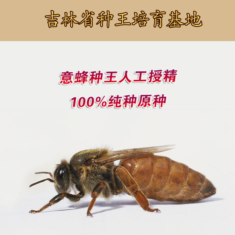 意蜂种王人工授精 100%纯种原种东北黑蜂种王喀尔巴阡种王正品纯