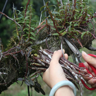 霍山5年生石斛碱天然露天棚外种植乐清铁皮石斛枫斗鲜条多糖食用