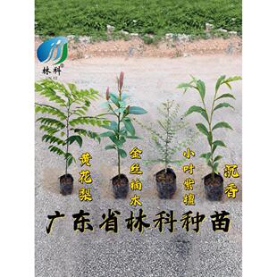 名贵苗木金丝楠木树苗正宗奇楠沉香珍稀小叶紫檀海南黄花梨苗酸枝