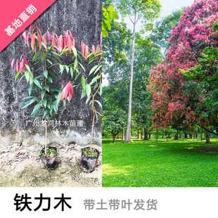云南珍贵铁力木苗盆栽彩叶花木庭院观赏地栽铁梨木树苗盆栽