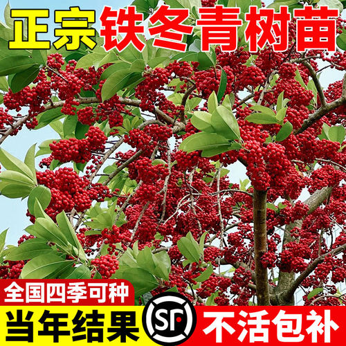 红果铁冬青树苗万紫千红四季常青庭院绿化树苗五味子名贵苗木盆栽