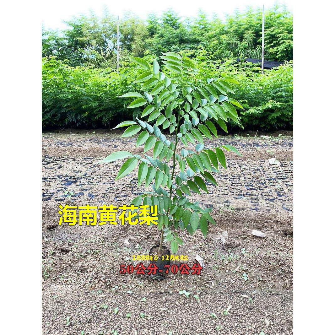 名贵苗木海南黄花梨树苗正宗黄花梨木苗降香黄檀盆栽珍贵植物常绿图片