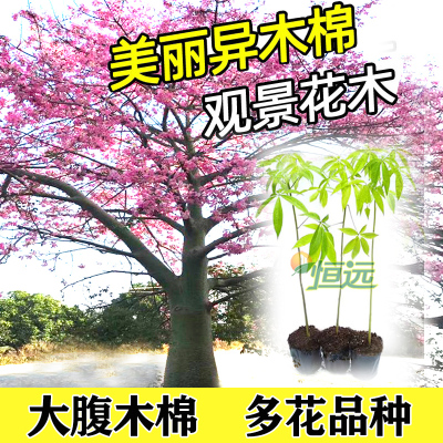 木棉花树苗美丽异人树大