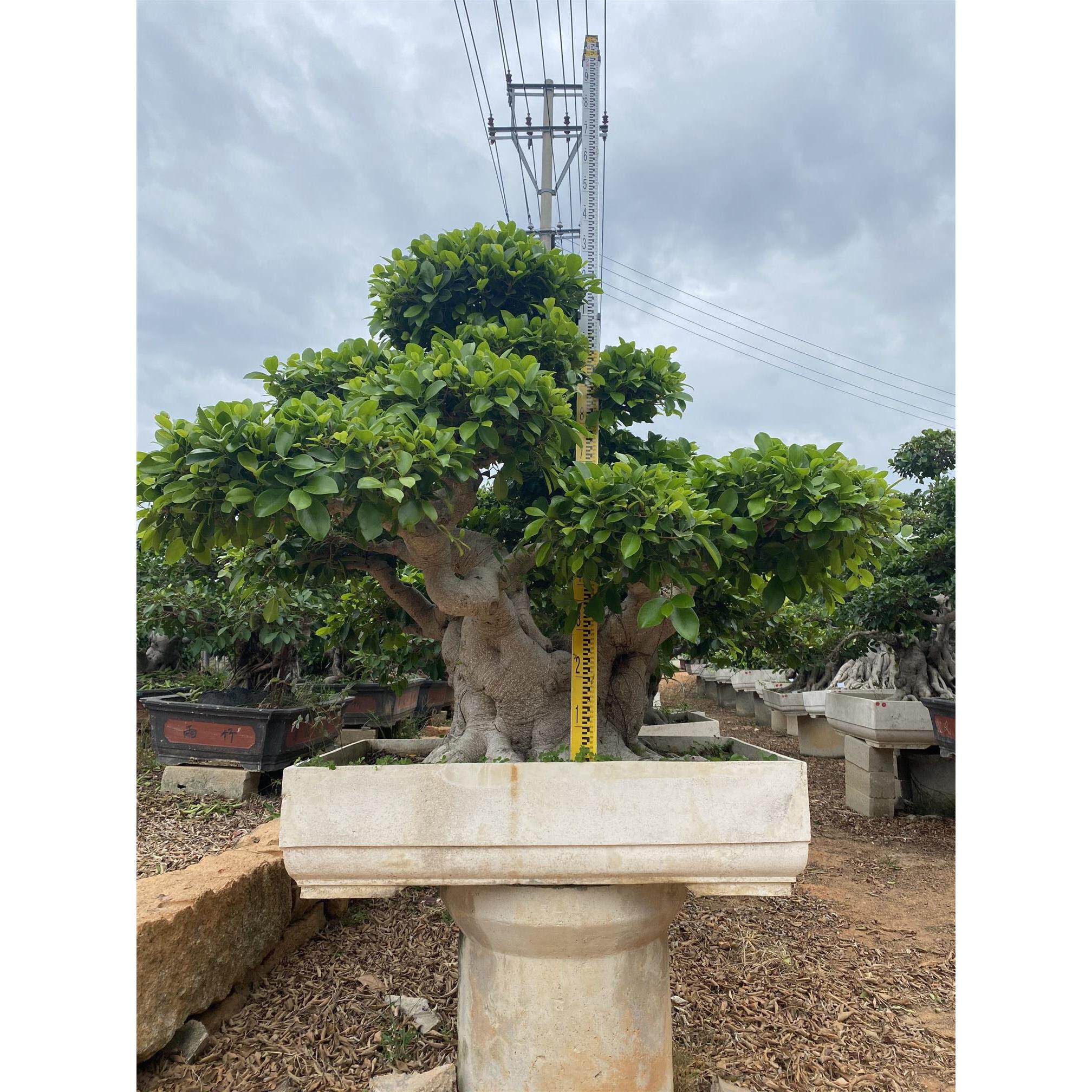 精品造型老桩盆景小叶榕盆景别墅庭院所属精品福建漳州小叶榕基地