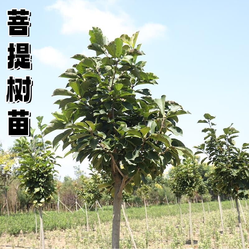 佛门圣树菩提树苗 正宗金刚菩提树苗 平安树苗 星月 凤眼菩提树苗