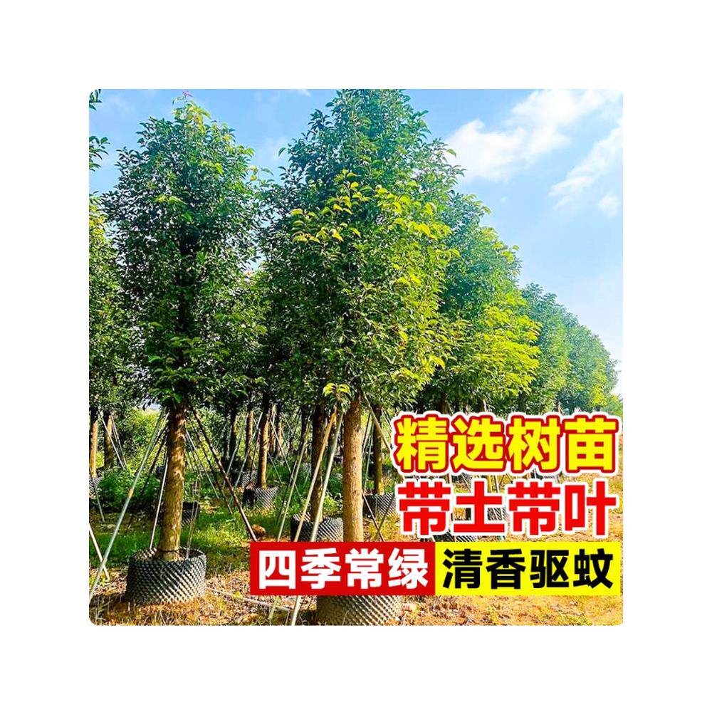 香樟树苗大树龙脑香樟木小苗驱蚊