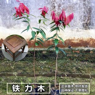 正宗铁力木树苗 云南珍稀名贵铁梨木铁栗木小苗庭院盆景地栽植物