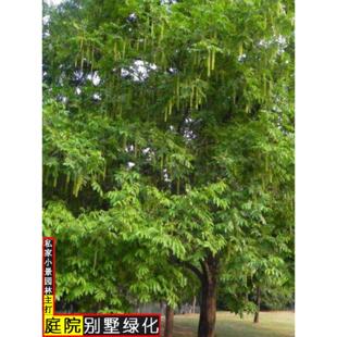 枫杨树苗庭院工程绿化苗木枫杨花树苗小燕子柳元宝树风景树苗