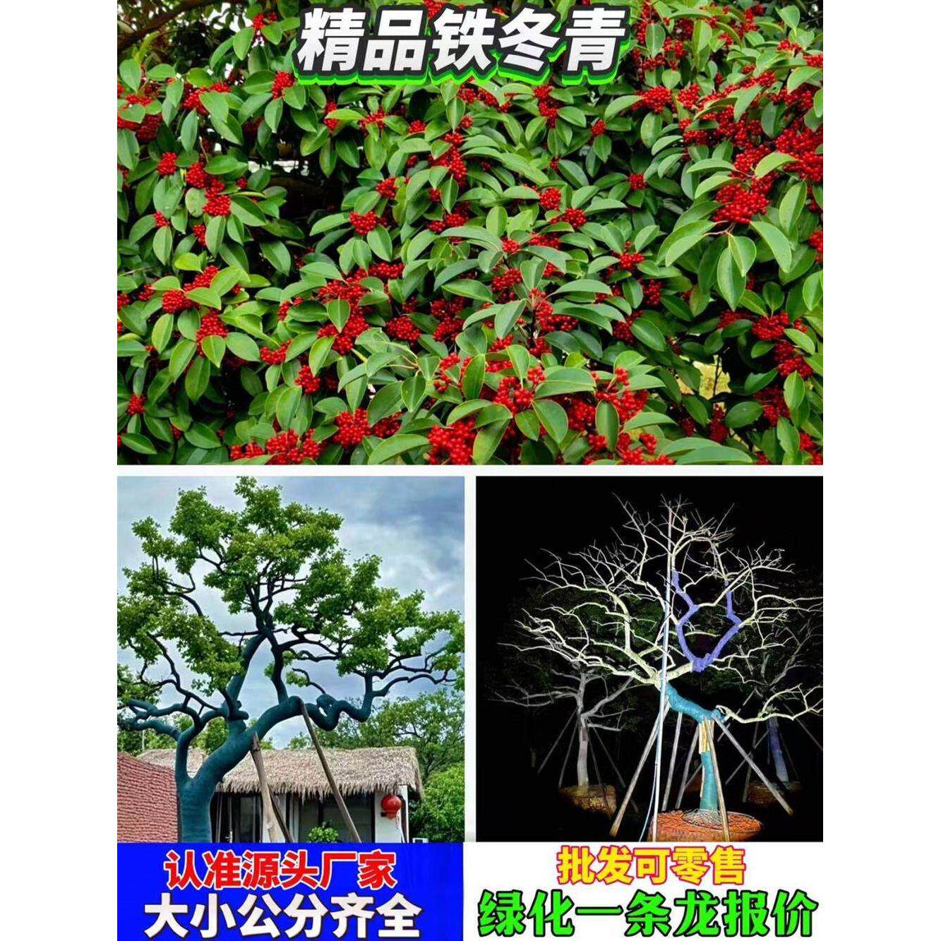 铁冬青大树红果铁冬青树苗万紫千红四季常青庭院别墅绿化观景树苗