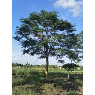 凤凰木树苗红花楹小苗金凤花大树名贵风景树庭院绿化盆栽四季常绿