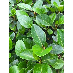 大叶榕树苗正宗高山榕小苗琴叶榕四季常绿吸水石盆景造型绿化庭院