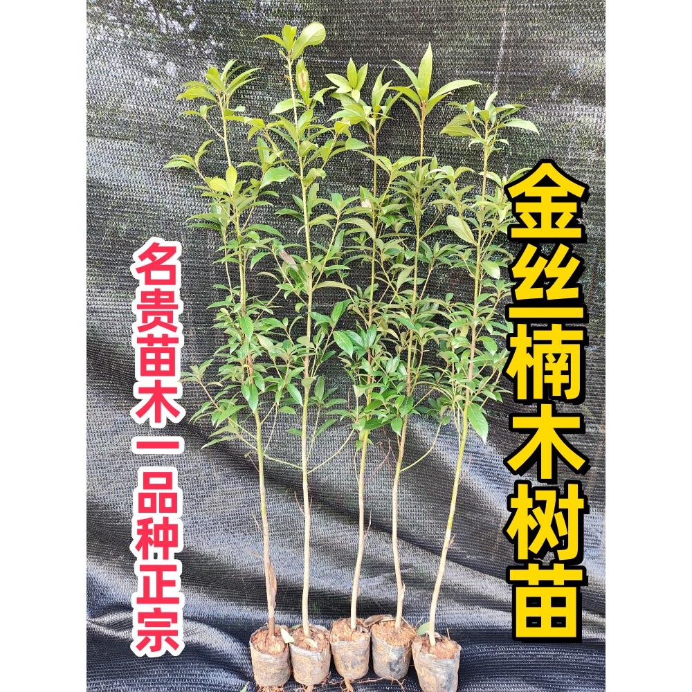 金丝楠树苗名贵木材金丝楠木苗庭