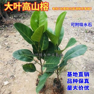 正宗高山榕树苗 大青树马榕鸡榕大叶榕小苗 庭院小区绿化盆景地栽