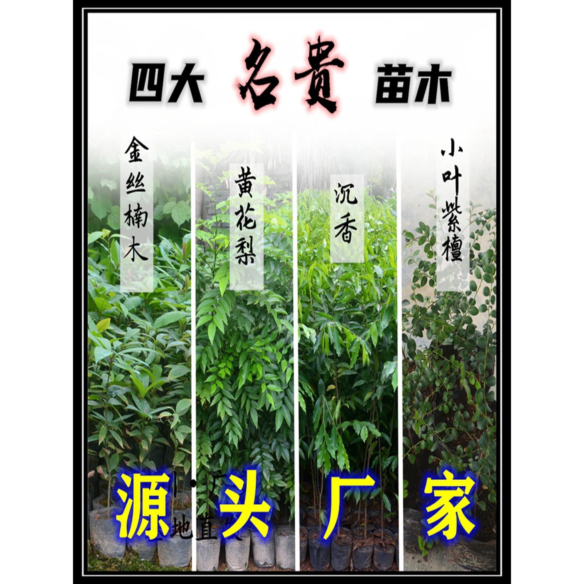正宗海南黄花梨树苗酱香黄檀树苗名贵苗木红木树苗珍稀苗木庭院树图片