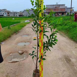榕树小叶榕榕树苗独木成林四季常青风景树室内外苗木庭院园林绿化