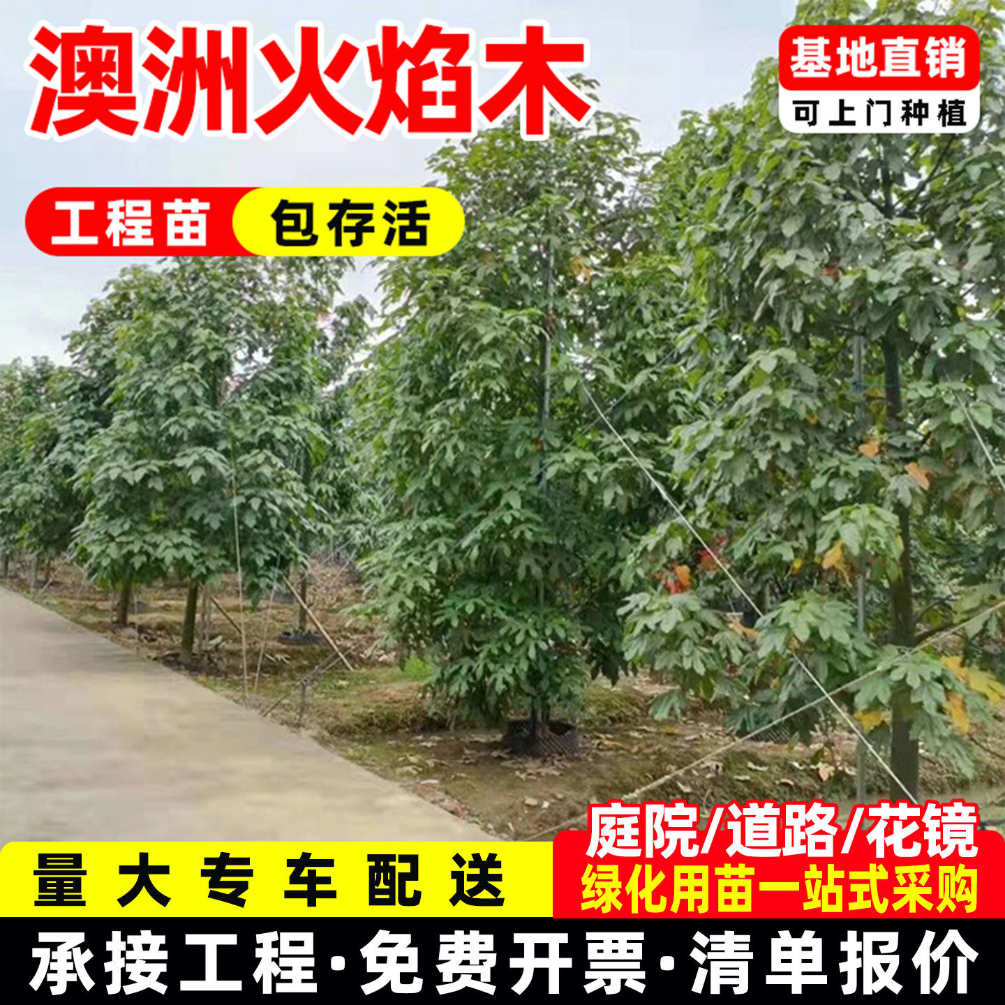 进口澳洲火焰木树苗火焰木南方庭