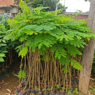 凤凰树小苗红花楹树苗名贵庭院风景树凤凰木树苗四季绿化植物盆栽