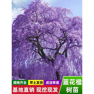 蓝花楹树苗珍稀名贵树苗盆栽特大凤凰木红花楹树庭院大树绿化苗木