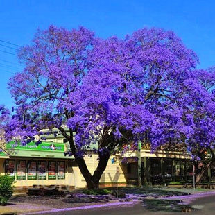 蓝花楹树苗珍贵树苗珍稀名贵树苗凤凰木红花楹树庭院树苗绿化花苗