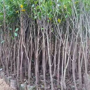 万年青雅榕小叶榕树大树小叶榕苗独木成林景区庭院风景树景观树苗