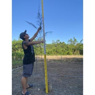 红树林苗木木麻黄桐花秋茄红海榄木榄白骨壤海边滩涂鱼缸种植咸水