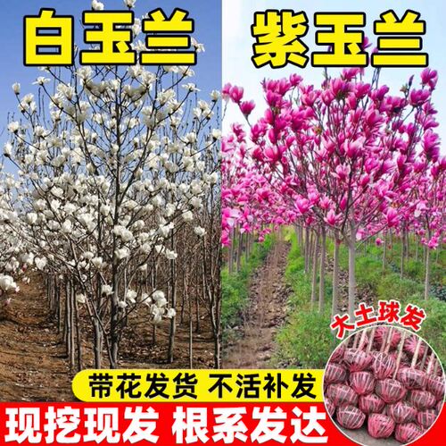 紫玉兰花树苗 庭院浓香型白玉兰红玉兰二乔玉兰多季带开花好养活