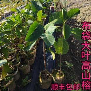 大叶榕树苗布袋苗正宗高山榕四季常绿吸水石盆景造型绿化庭院行道