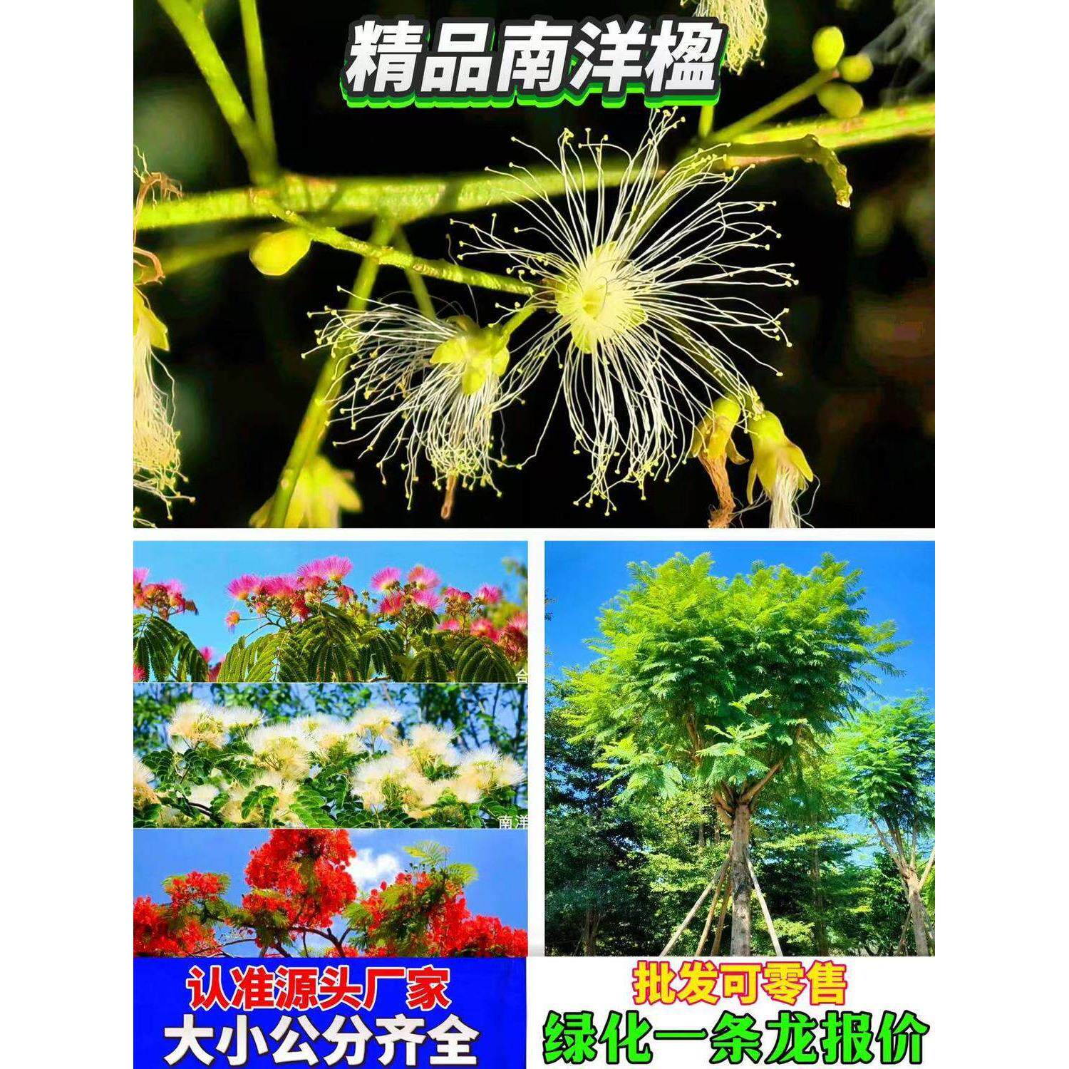 南洋楹大树苗仁仁树嫁接仁仁木耐旱耐热常绿室外庭院行道路绿化树