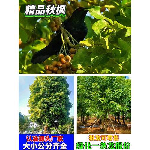 秋枫树苗重阳木苗庭院道路绿化苗四季常青苗木生长快家庭户外园林
