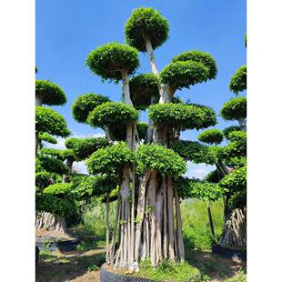 小叶榕树苗 庭院阳台园林绿化风景树四季常青  净化空气 观叶绿化