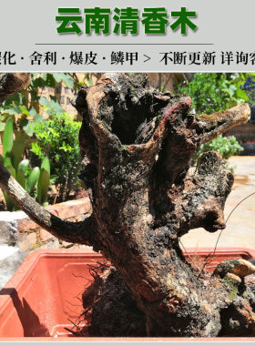 云南清香木贵柳羊蹄甲小石积铁马鞭生桩盆栽老桩直播连接一物一拍