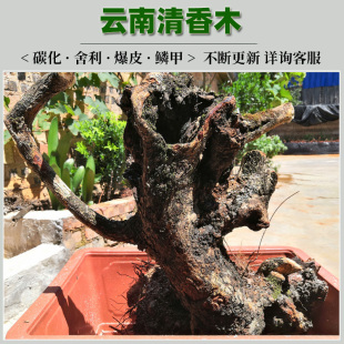 云南清香木贵柳羊蹄甲小石积铁马鞭生桩盆栽老桩直播连接一物一拍
