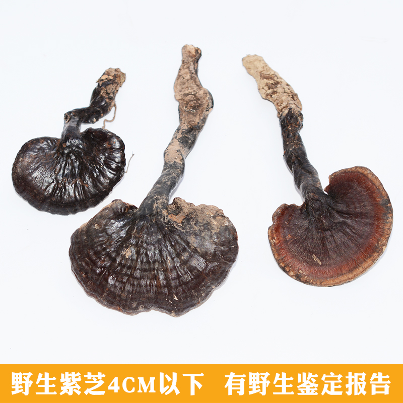 纯野生灵芝整朵小紫芝泡酒林芝泡水泡茶紫灵芝煲汤药材250g干货