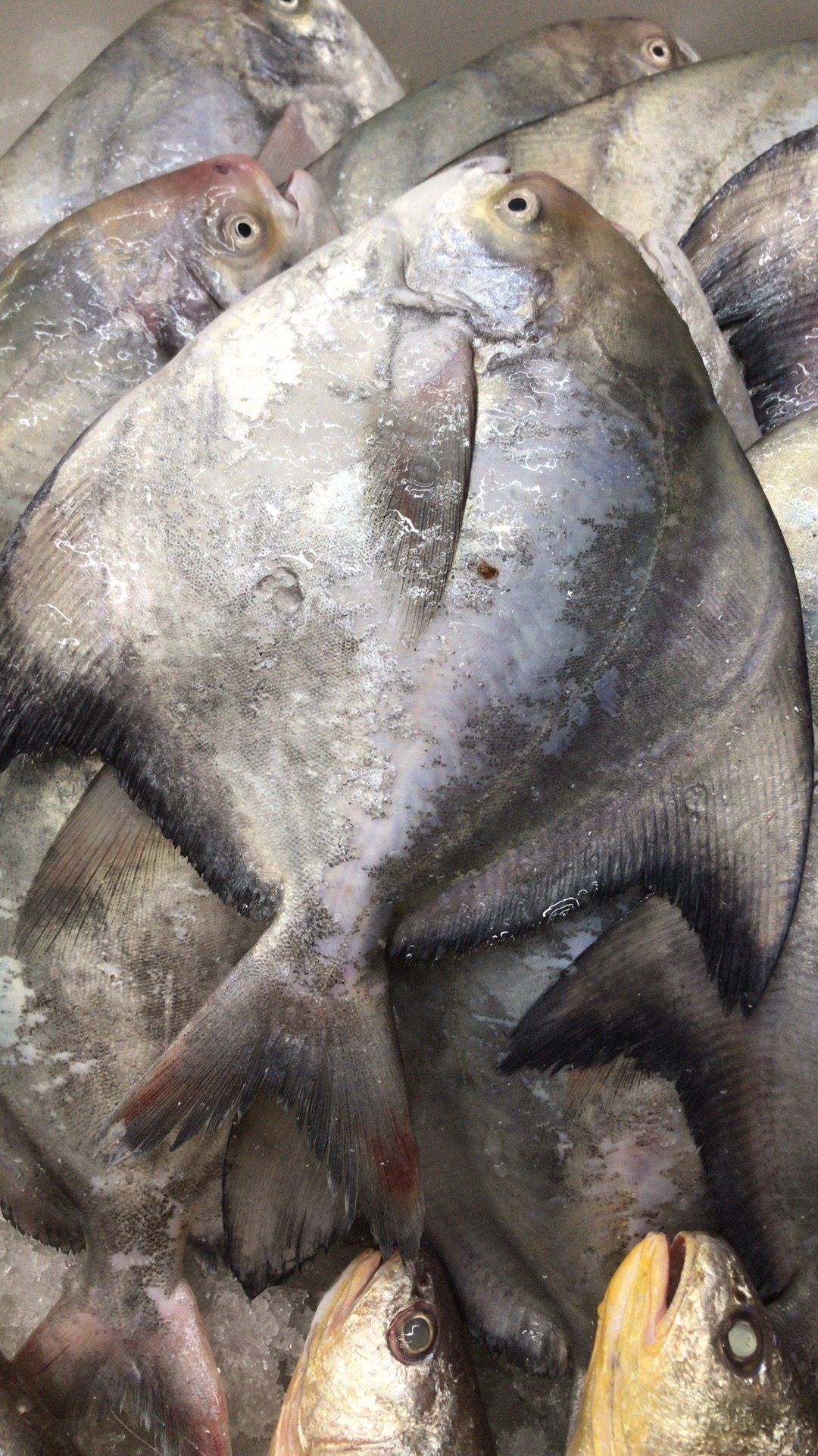 鱼小哥东海野生海鲜 野生斗昌 当天现捕 每份1斤 4斤包邮在类目 水产肉类/新鲜蔬果/熟食, 海鲜/水产品/制品, 其它中 - 来自Buy2taobao.com提供专业的淘宝代购服务