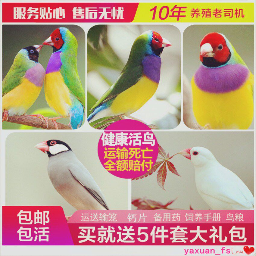 鸟活体鹦鹉活宠物活鸟体虎皮情侣鹦鹉会说话的鸟手玩鸟幼鸟可繁殖|ruв категории животное/Животное питание и принадлежностей, птиц и принадлежностей, птица - от Buy2taobao.com для оказания профессиональной услуги покупки агента Taobao