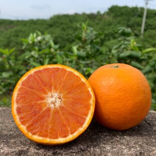 四川当季新鲜水果塔罗科血橙自家果园新鲜采摘