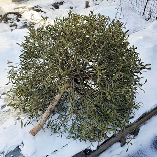 【现货速发】圣诞节礼物送女友槲寄生果子冬青 装饰 鲜花花卉植物