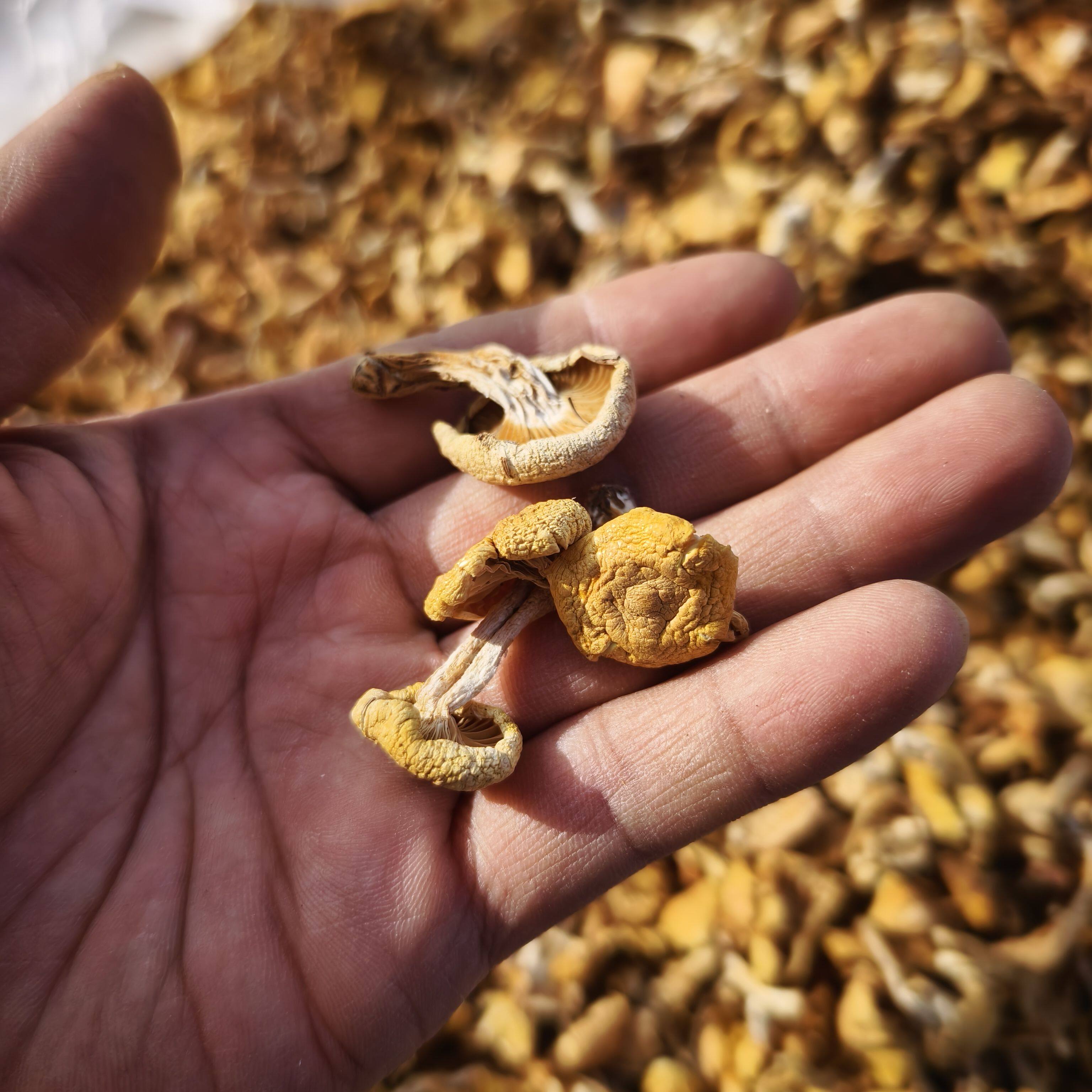 【生】小黄蘑菇干货黄松蘑黄油蘑菇煲汤干菌菇